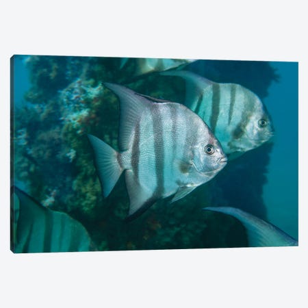 Atlantic Spadefish, Chaetodipterus Faber, Are Common In Florida And The Bahamas Canvas Print #DFH151} by David Fleetham Canvas Artwork