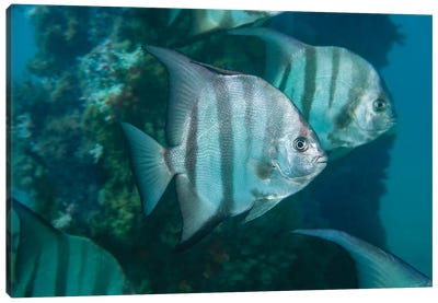 Atlantic Spadefish, Chaetodipterus Faber, Are Common In Florida And The Bahamas Canvas Art Print - David Fleetham