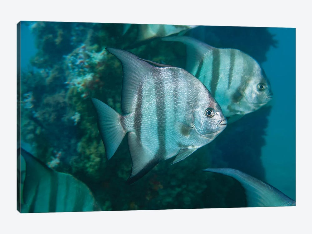 Atlantic Spadefish, Chaetodipterus Faber, Are Common In Florida And The Bahamas by David Fleetham 1-piece Canvas Art Print