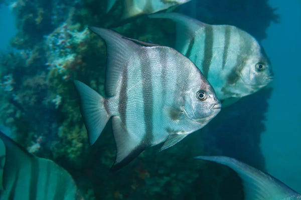David Fleetham: Atlantic Spadefish, Chaetodipterus Faber, Are Common In Florida And The Bahamas by David Fleetham