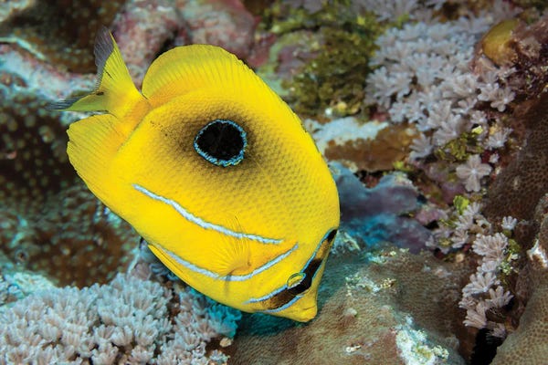 David Fleetham: Bennett's Butterflyfish, Chaetodon Bennetti, Feeding On Coral Polyps, Yap, Micronesia by David Fleetham