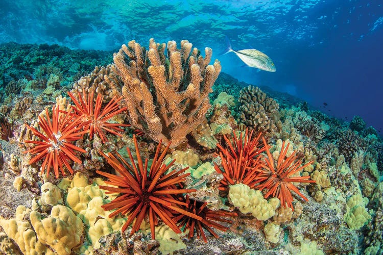 Bluefin Trevally, Caranx Melampygus, Swims By A Group Of Slate Pencil Sea Urchins, Hawaii by David Fleetham wall art