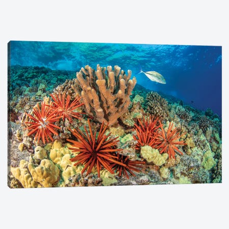 Bluefin Trevally, Caranx Melampygus, Swims By A Group Of Slate Pencil Sea Urchins, Hawaii Canvas Print #DFH153} by David Fleetham Canvas Artwork