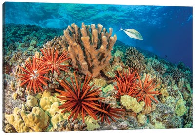 Bluefin Trevally, Caranx Melampygus, Swims By A Group Of Slate Pencil Sea Urchins, Hawaii Canvas Art Print - Underwater Art