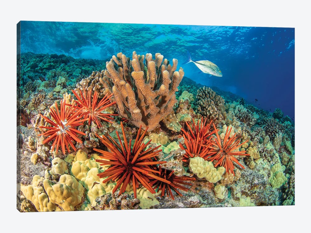 Bluefin Trevally, Caranx Melampygus, Swims By A Group Of Slate Pencil Sea Urchins, Hawaii by David Fleetham 1-piece Canvas Art Print
