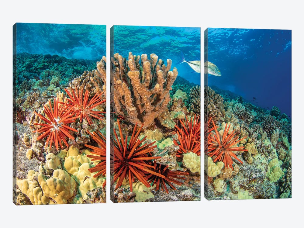 Bluefin Trevally, Caranx Melampygus, Swims By A Group Of Slate Pencil Sea Urchins, Hawaii by David Fleetham 3-piece Canvas Print