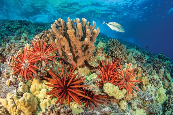 David Fleetham: Bluefin Trevally, Caranx Melampygus, Swims By A Group Of Slate Pencil Sea Urchins, Hawaii by David Fleetham