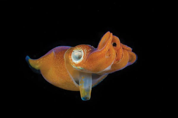 Indonesia: Bottletail Squid, Sepiadarium Kochi, Komodo, Indonesia by David Fleetham