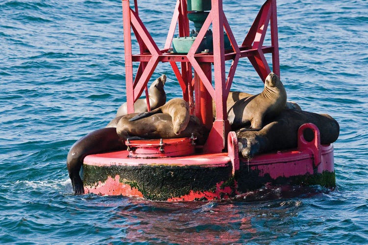 California Sea Lions, Zalophus Californianus, On A Buoy Off Long Beach, California