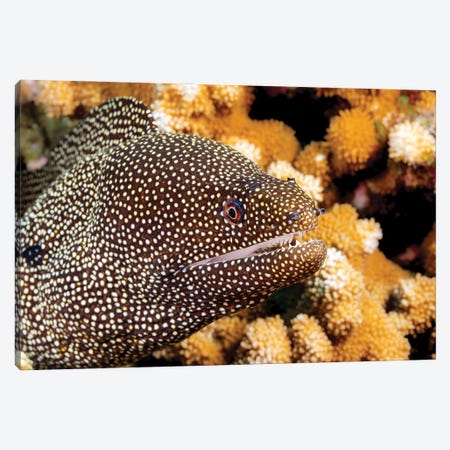 Close-Up Look At A Whitemouth Moray Eel, Gymnothorax Meleagris, Hawaii Canvas Print #DFH156} by David Fleetham Art Print
