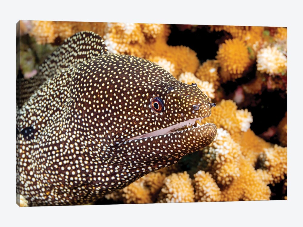 Close-Up Look At A Whitemouth Moray Eel, Gymnothorax Meleagris, Hawaii by David Fleetham 1-piece Canvas Art