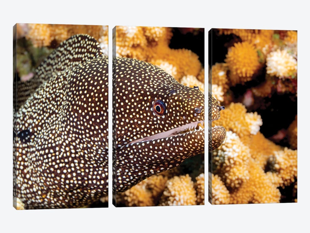 Close-Up Look At A Whitemouth Moray Eel, Gymnothorax Meleagris, Hawaii by David Fleetham 3-piece Canvas Artwork