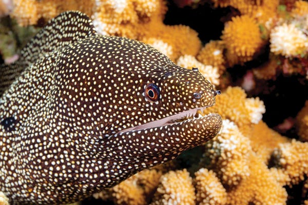 David Fleetham: Close-Up Look At A Whitemouth Moray Eel, Gymnothorax Meleagris, Hawaii by David Fleetham