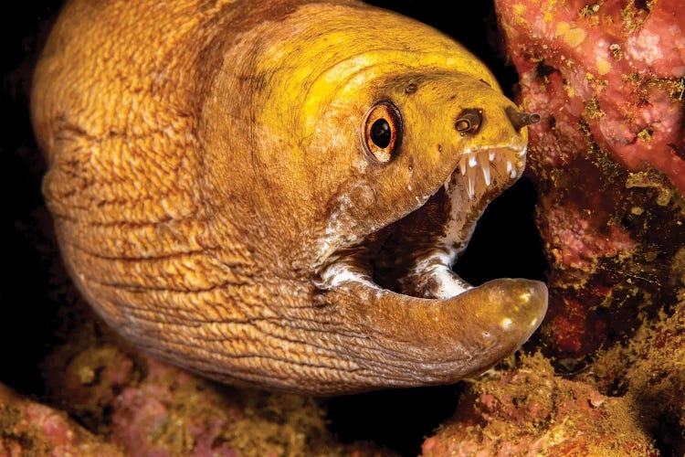 Close-Up Look At The Mouth Of A Yellow-Headed Moray Eel, Gymnothorax Rueppelliae, Hawaii