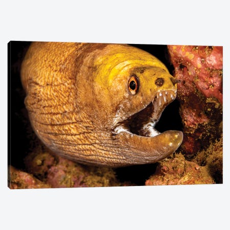 Close-Up Look At The Mouth Of A Yellow-Headed Moray Eel, Gymnothorax Rueppelliae, Hawaii Canvas Print #DFH157} by David Fleetham Canvas Art Print