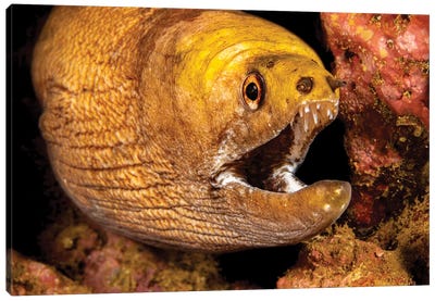 Close-Up Look At The Mouth Of A Yellow-Headed Moray Eel, Gymnothorax Rueppelliae, Hawaii Canvas Art Print - David Fleetham