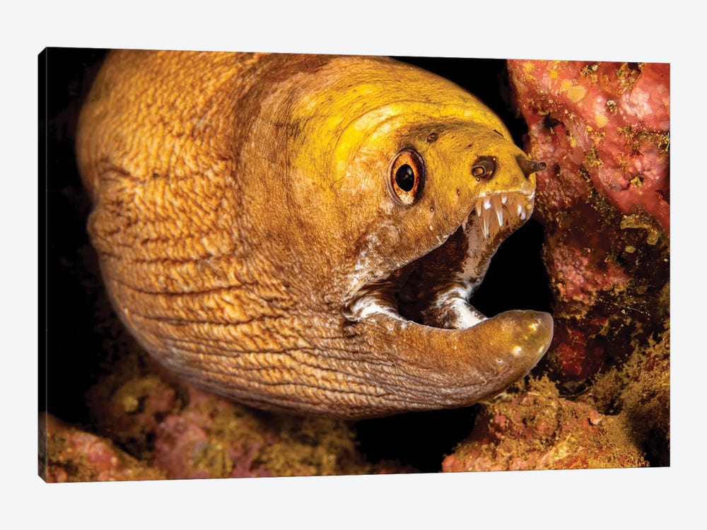 Close-Up Look At The Mouth Of A Yellow-Headed Moray Eel, Gymnothorax Rueppelliae, Hawaii by David Fleetham 1-piece Canvas Art Print