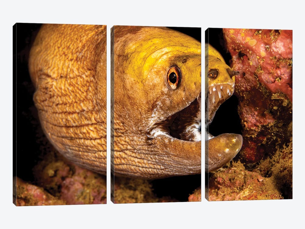 Close-Up Look At The Mouth Of A Yellow-Headed Moray Eel, Gymnothorax Rueppelliae, Hawaii by David Fleetham 3-piece Canvas Art Print