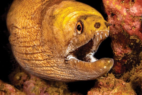 David Fleetham: Close-Up Look At The Mouth Of A Yellow-Headed Moray Eel, Gymnothorax Rueppelliae, Hawaii by David Fleetham