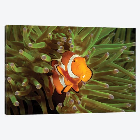 Clown Anemonefish, Amphiprion Percula, In Anemone, Heteractis Magnifica, Philippines I Canvas Print #DFH158} by David Fleetham Canvas Wall Art