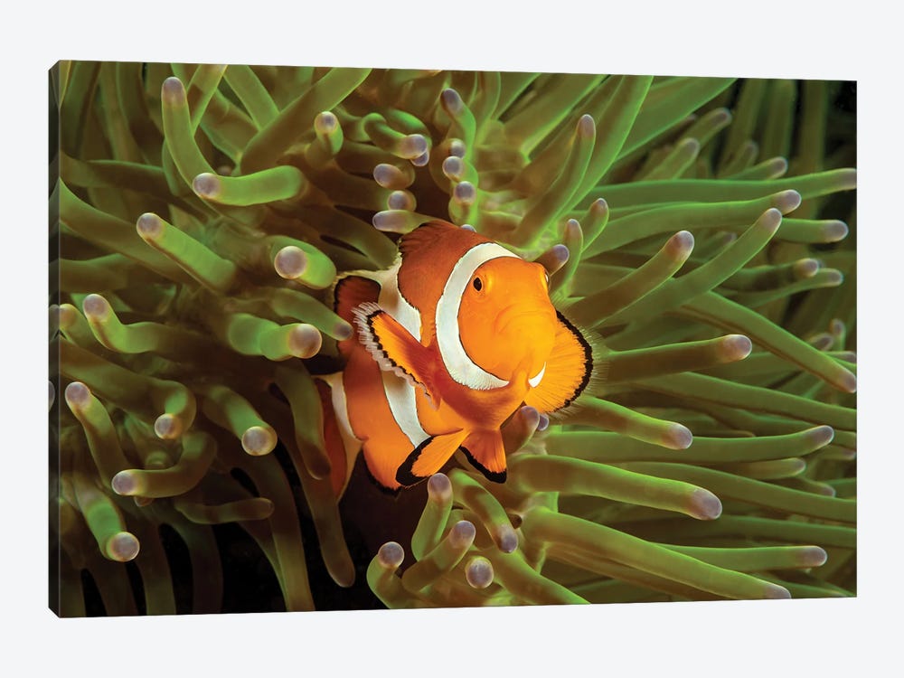Clown Anemonefish, Amphiprion Percula, In Anemone, Heteractis Magnifica, Philippines I by David Fleetham 1-piece Canvas Artwork