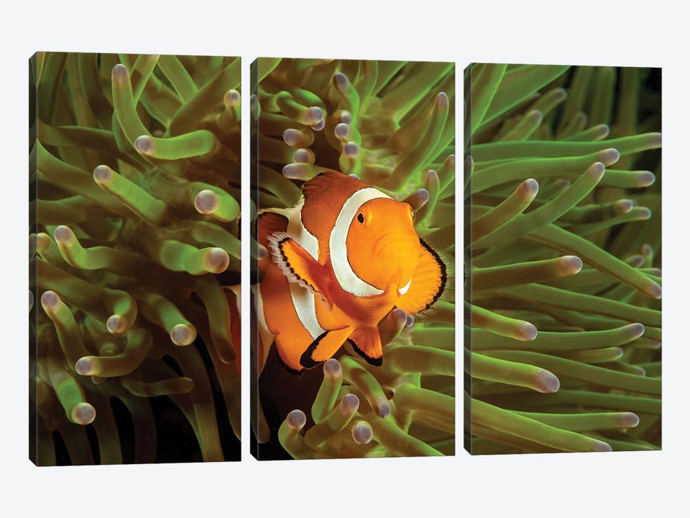 Clown Anemonefish, Amphiprion Percula, In Anemone, Heteractis Magnifica, Philippines I by David Fleetham 3-piece Canvas Art