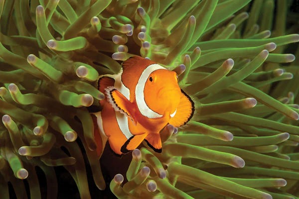 David Fleetham: Clown Anemonefish, Amphiprion Percula, In Anemone, Heteractis Magnifica, Philippines I by David Fleetham
