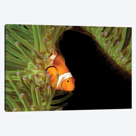 Clown Anemonefish, Amphiprion Percula, In Anemone, Heteractis Magnifica, Philippines II Canvas Print #DFH159} by David Fleetham Canvas Wall Art