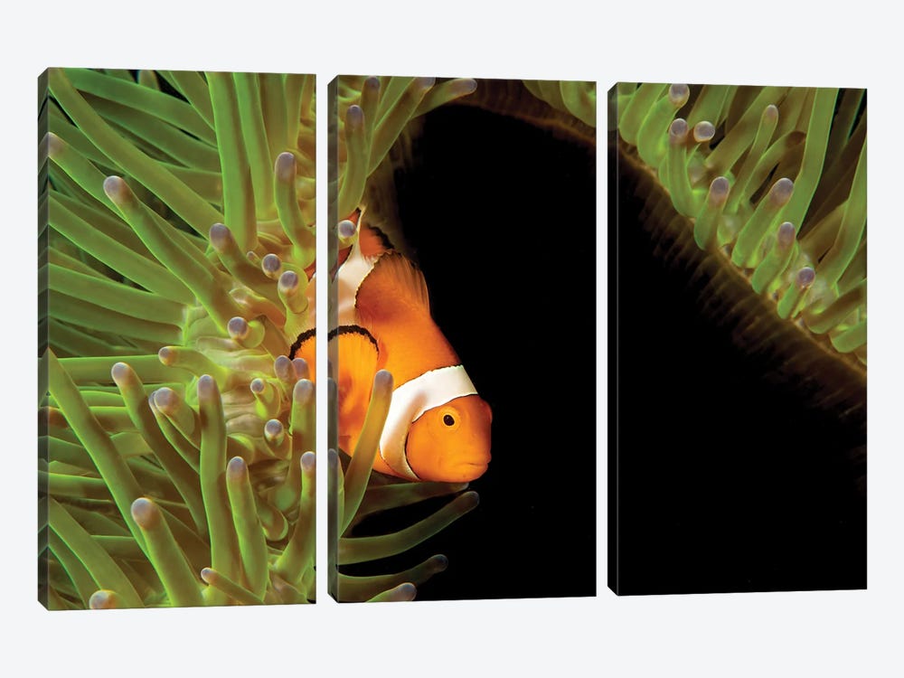 Clown Anemonefish, Amphiprion Percula, In Anemone, Heteractis Magnifica, Philippines II by David Fleetham 3-piece Canvas Print