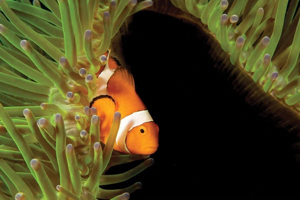 David Fleetham: Clown Anemonefish, Amphiprion Percula, In Anemone, Heteractis Magnifica, Philippines II by David Fleetham