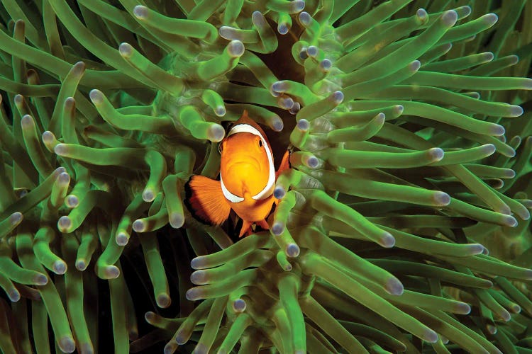 Clown Anemonefish, Amphiprion Percula, In Anemone, Heteractis Magnifica, Philippines III