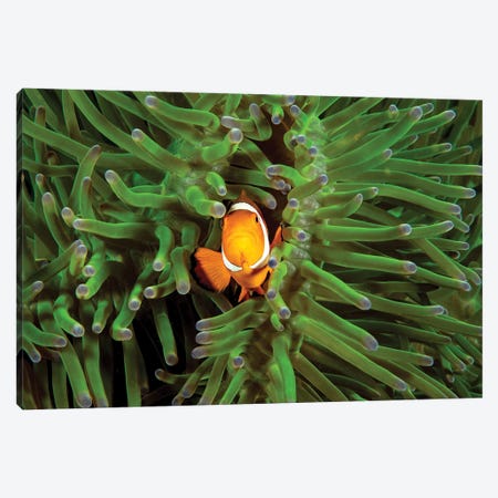 Clown Anemonefish, Amphiprion Percula, In Anemone, Heteractis Magnifica, Philippines III Canvas Print #DFH160} by David Fleetham Canvas Print