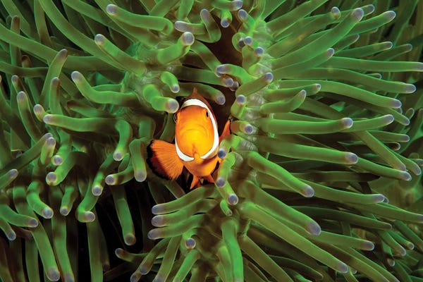 David Fleetham: Clown Anemonefish, Amphiprion Percula, In Anemone, Heteractis Magnifica, Philippines III by David Fleetham