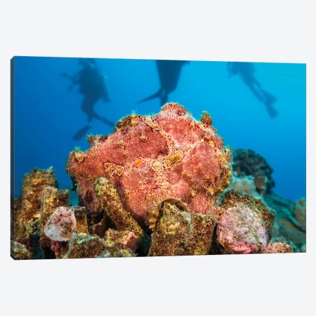 Commerson's Frogfish, Antennarius Commerson, Camouflage Into The Reef, With Divers In Background, Hawaii Canvas Print #DFH161} by David Fleetham Canvas Art Print
