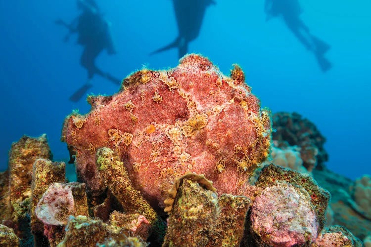 Commerson's Frogfish, Antennarius Commerson, Camouflage Into The Reef, With Divers In Background, Hawaii