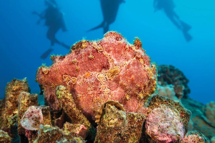 Commerson's Frogfish, Antennarius Commerson, Camouflage Into The Reef, With Divers In Background, Hawaii by David Fleetham wall art