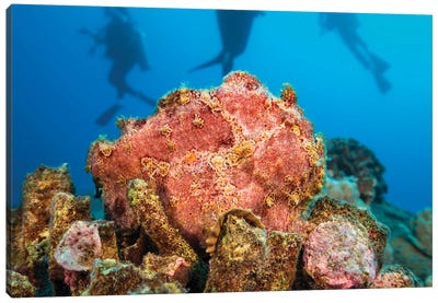 Commerson's Frogfish, Antennarius Commerson, Camouflage Into The Reef, With Divers In Background, Hawaii Canvas Art Print - David Fleetham