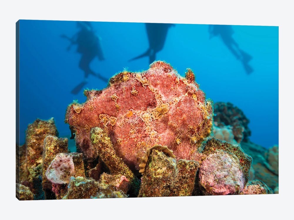 Commerson's Frogfish, Antennarius Commerson, Camouflage Into The Reef, With Divers In Background, Hawaii by David Fleetham 1-piece Canvas Wall Art