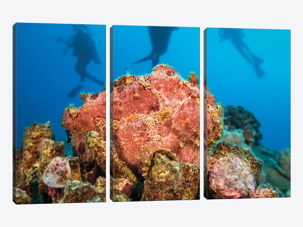 Commerson's Frogfish, Antennarius Commerson, Camouflage Into The Reef, With Divers In Background, Hawaii by David Fleetham 3-piece Canvas Art