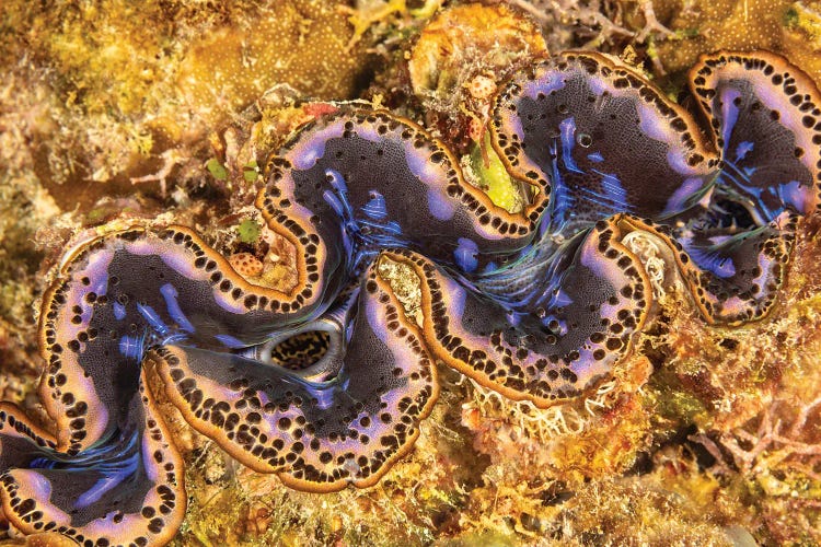 Detail Of A Boring Giant Clam, Tridacna Crocea, Yap, Micronesia by David Fleetham wall art