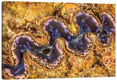 Detail Of A Boring Giant Clam, Tridacna Crocea, Yap, Micronesia Canvas Art Print - Micronesia