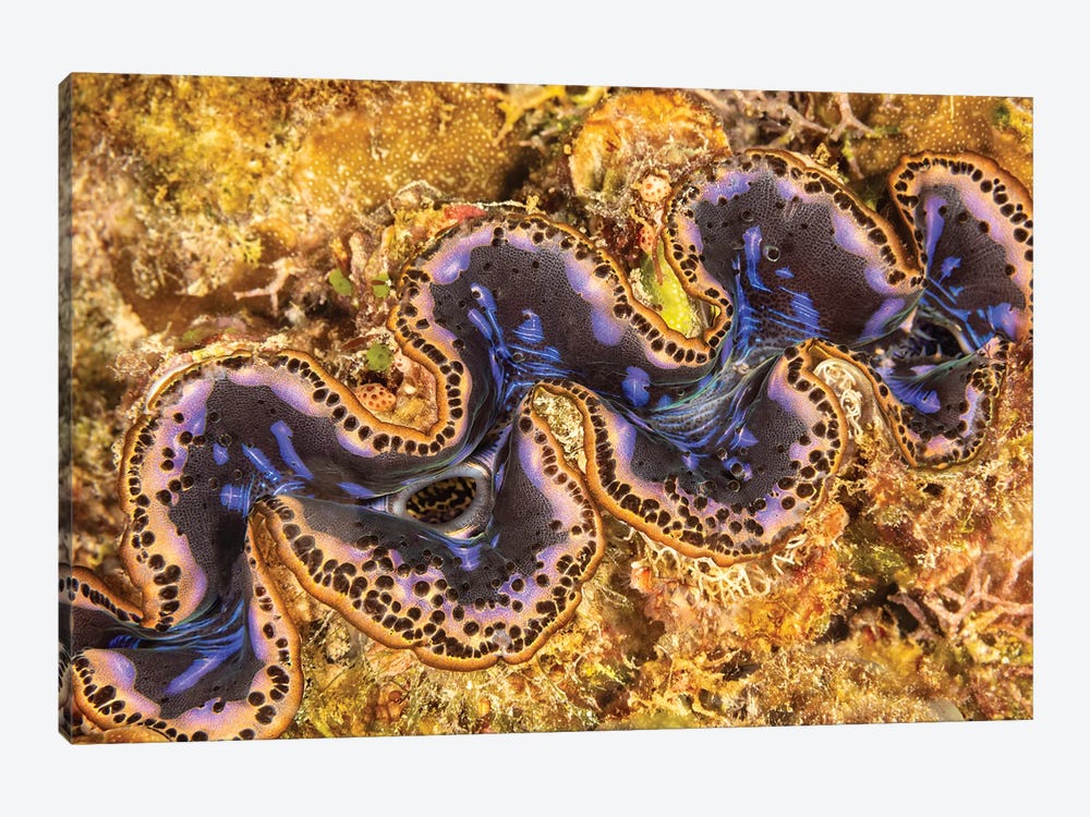 Detail Of A Boring Giant Clam, Tridacna Crocea, Yap, Micronesia by David Fleetham 1-piece Canvas Print