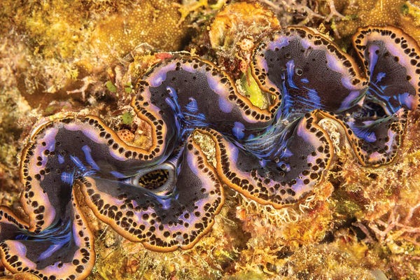 David Fleetham: Detail Of A Boring Giant Clam, Tridacna Crocea, Yap, Micronesia by David Fleetham