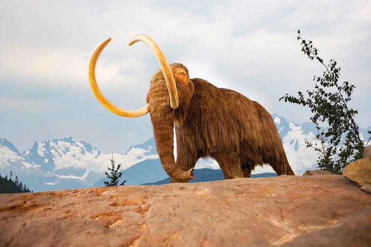 Digital Illustration Of A Woolly Mammoth, Mammuthus Primigenius