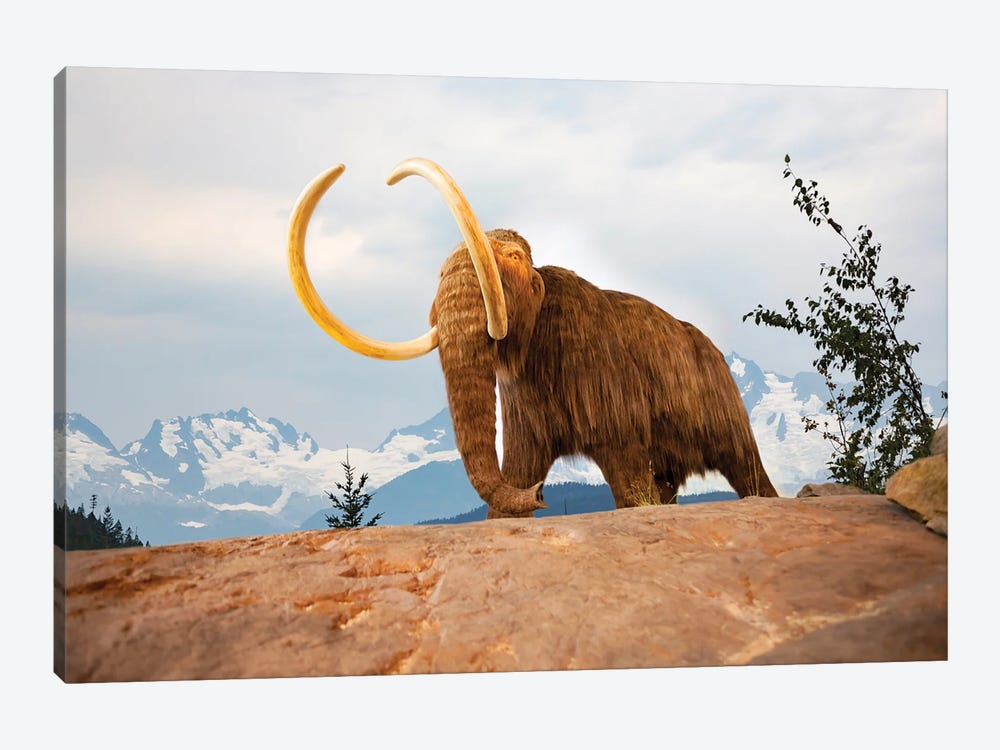 Digital Illustration Of A Woolly Mammoth, Mammuthus Primigenius by David Fleetham 1-piece Canvas Artwork