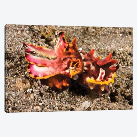 Flamboyant Cuttlefish, Metasepia Pfefferi, On The Volcanic Sand Bottom, Komodo, Indonesia Canvas Print #DFH166} by David Fleetham Canvas Art