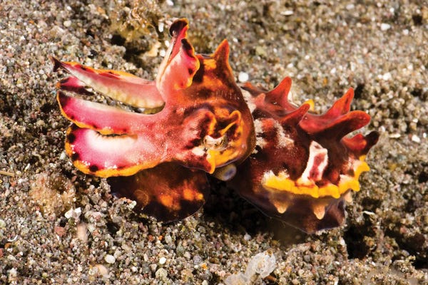 Indonesia: Flamboyant Cuttlefish, Metasepia Pfefferi, On The Volcanic Sand Bottom, Komodo, Indonesia by David Fleetham