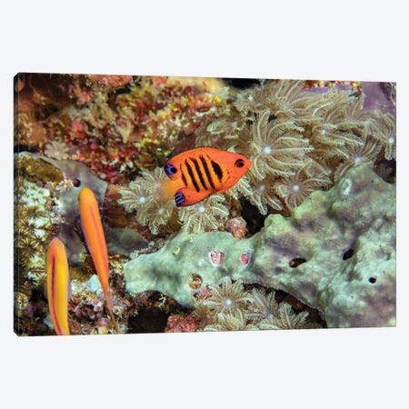 Flame Angelfish, Centropyge Loricula, On A Reef Off The Island Of Yap, Micronesia Canvas Print #DFH167} by David Fleetham Canvas Artwork