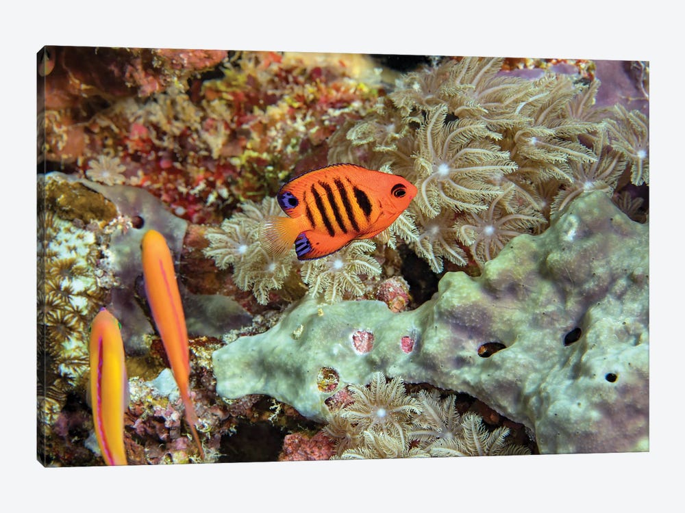 Flame Angelfish, Centropyge Loricula, On A Reef Off The Island Of Yap, Micronesia by David Fleetham 1-piece Canvas Wall Art