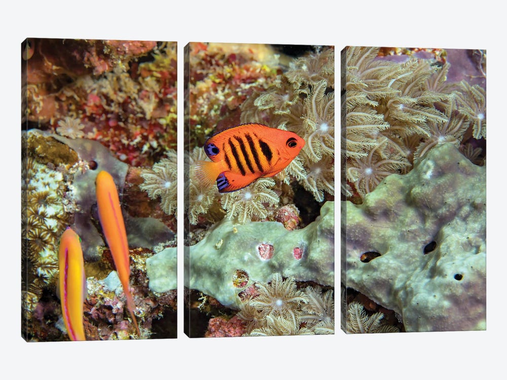 Flame Angelfish, Centropyge Loricula, On A Reef Off The Island Of Yap, Micronesia by David Fleetham 3-piece Canvas Artwork